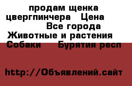 продам щенка цвергпинчера › Цена ­ 15 000 - Все города Животные и растения » Собаки   . Бурятия респ.